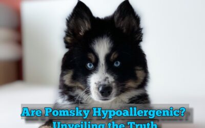 Are Pomsky Hypoallergenic? Unveiling the Truth