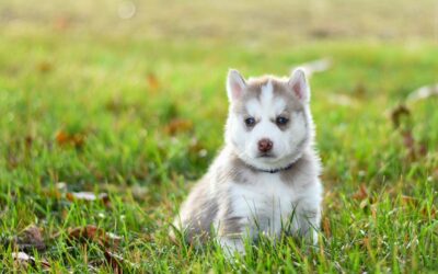 How Much is a Pomsky? Unleash the Price Secrets!