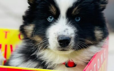 How Much is a Teacup Pomsky? Unveiling the Cost!