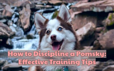 How to Discipline a Pomsky: Effective Training Tips