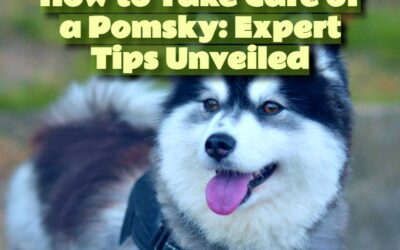 How to Take Care of a Pomsky: Expert Tips Unveiled