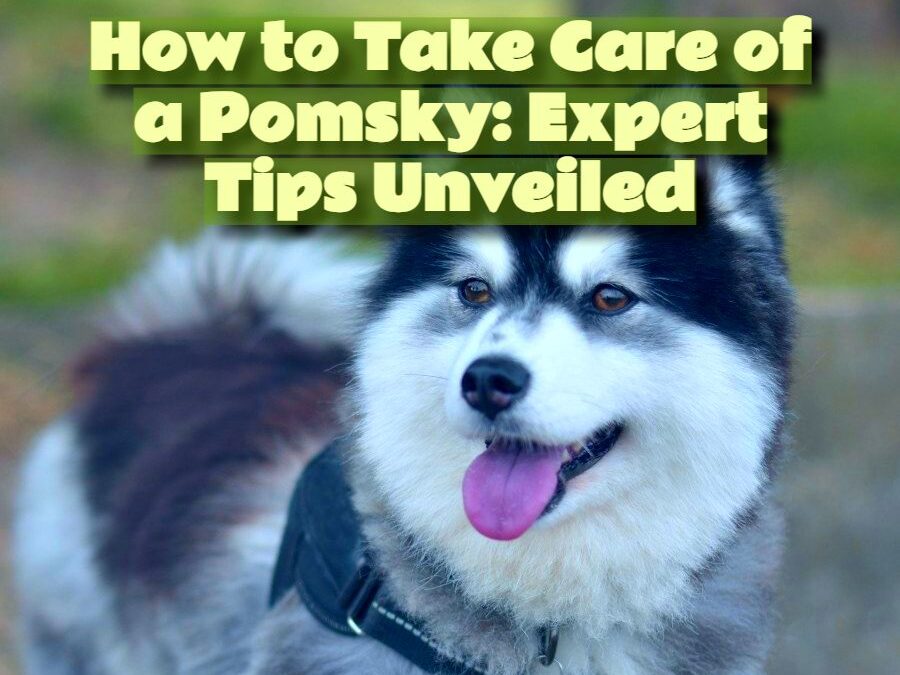 How to Take Care of a Pomsky