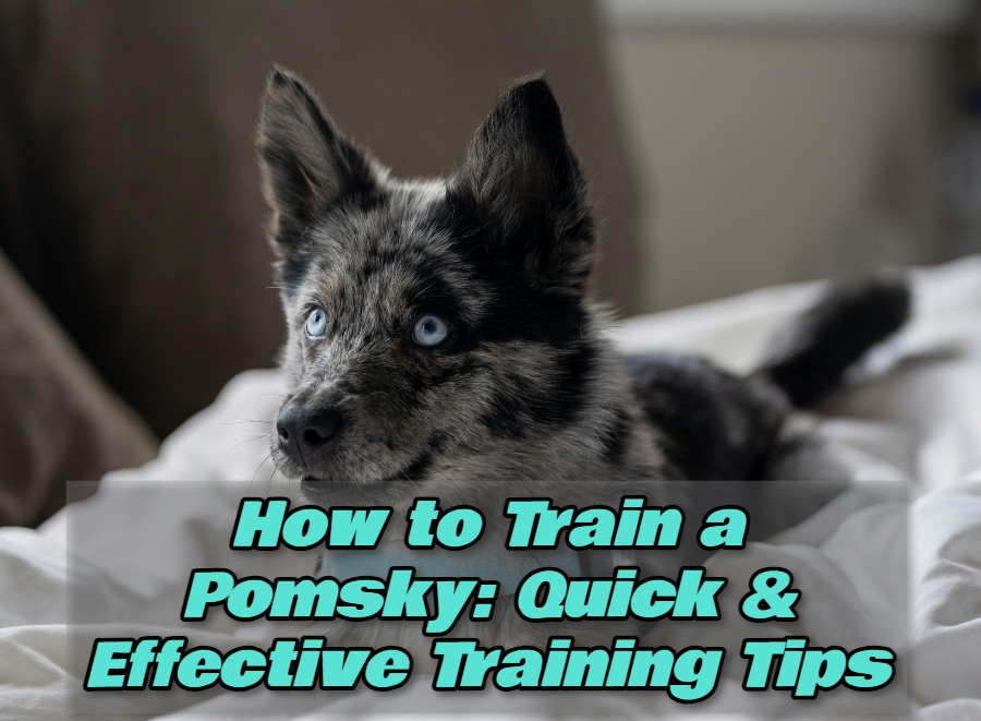 How to Train a Pomsky