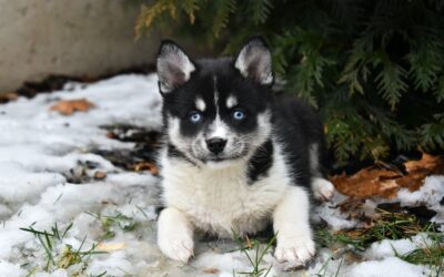 What Breed is a Pomsky: Unveiling the Hybrid Mystique