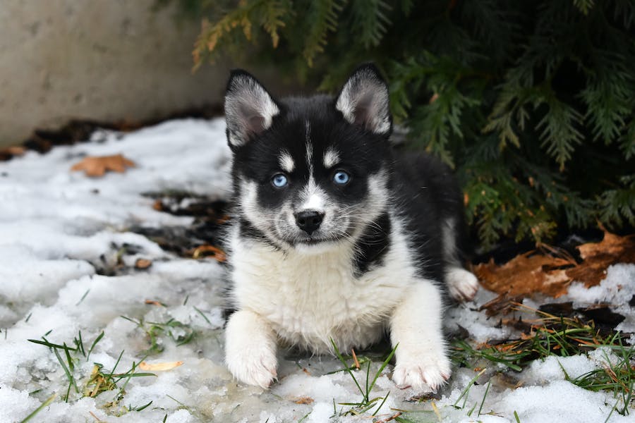 What Breed is a Pomsky