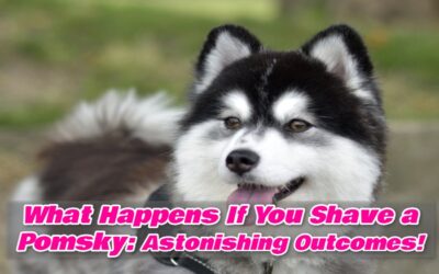 What Happens If You Shave a Pomsky: Astonishing Outcomes!