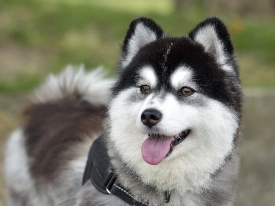 What is an F2 Pomsky