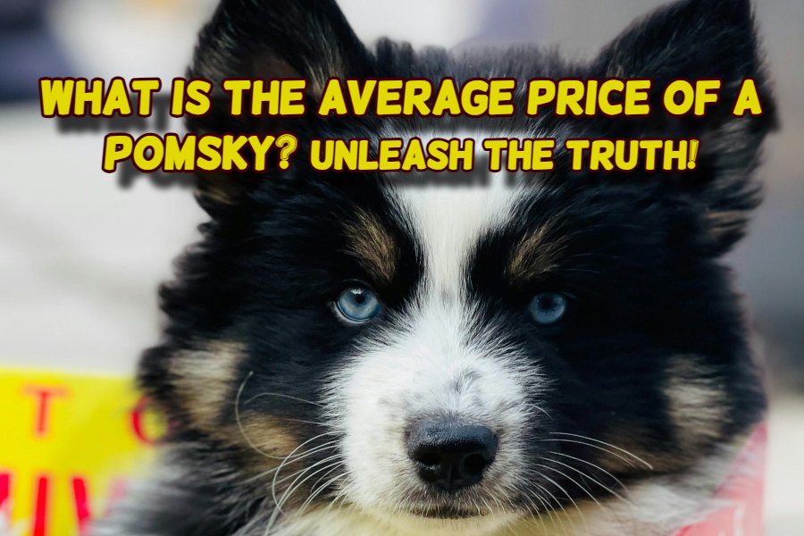 What is the Average Price of a Pomsky