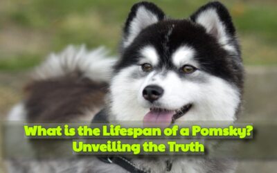 What is the Lifespan of a Pomsky? Unveiling the Truth