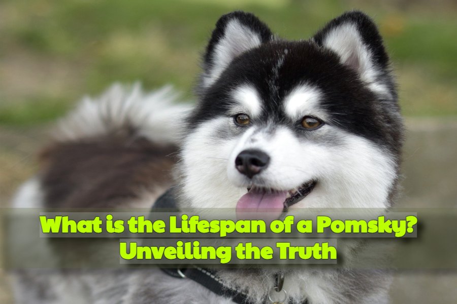 What is the Lifespan of a Pomsky
