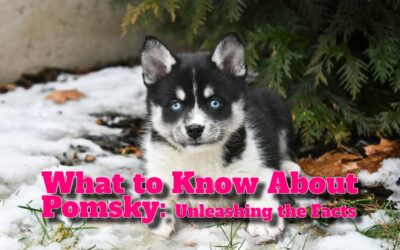 What to Know About Pomsky: Unleashing the Facts