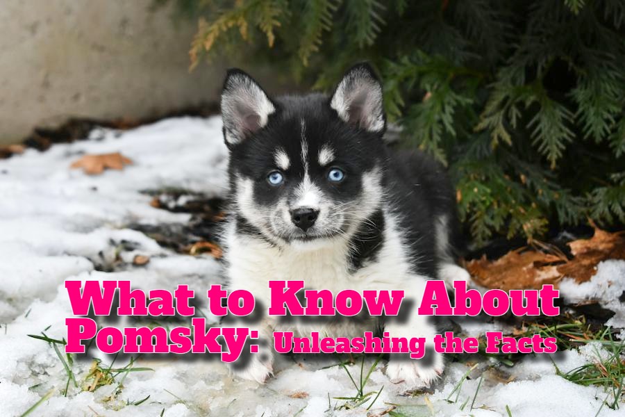 What to Know About Pomsky