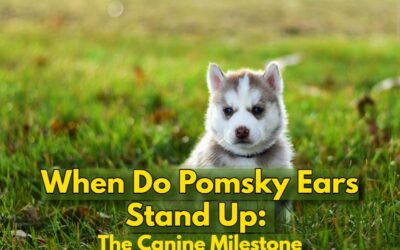 When Do Pomsky Ears Stand Up: The Canine Milestone