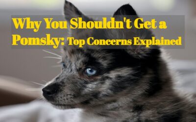 Why You Shouldn’t Get a Pomsky: Top Concerns Explained