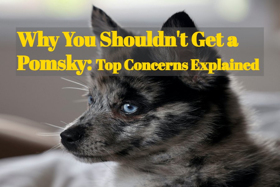 Why You Shouldn't Get a Pomsky