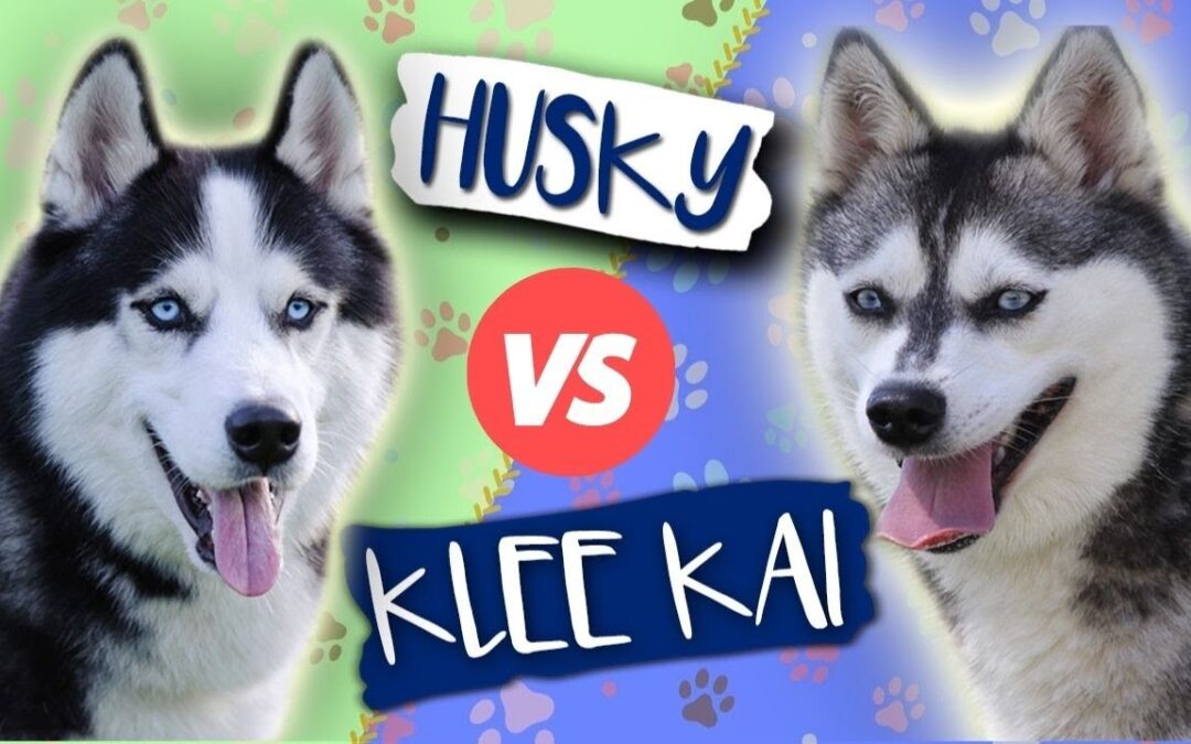 Alaskan Klee Kai Vs Pomsky: Choose Your Mini Husky!