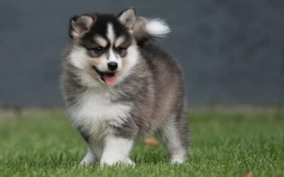 What Are Pomsky Puppies? Unveiling the Hybrid Charm