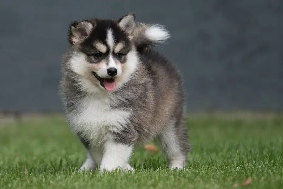 What are Pomsky Puppies