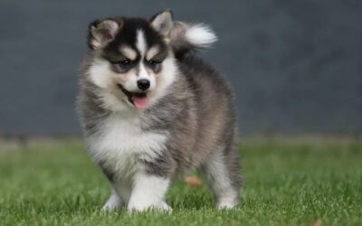 What Does a Pomsky Look Like? Unveiling the Hybrid Charm