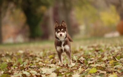 What is a Pomsky Mixed With: Unveiling the Hybrid Secret