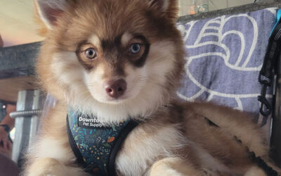 Where to Buy a Pomsky: Top Trusted Breeders Revealed!