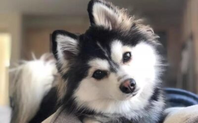 Where to Find a Pomsky: Your Ultimate Breed Guide