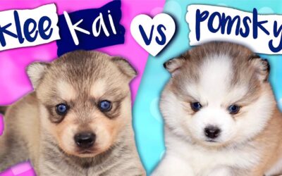 Miniature Husky Vs Pomsky: Unleashing The Cutest Choice!