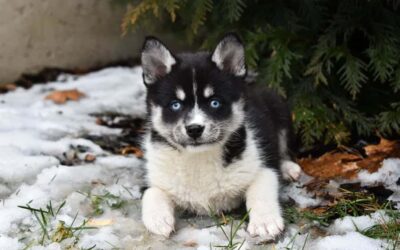 Pomsky Vs Pomeranian: Unveiling The Cutest Pick!