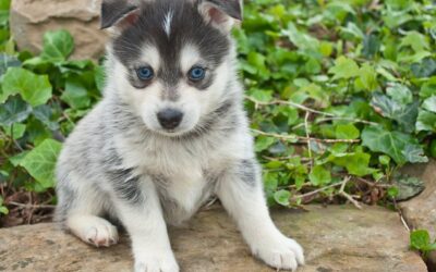 Do Pomskies Howl? Unveiling The Truth About Their Vocal Traits