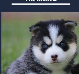 How To Groom A Pomsky: Essential Tips And Tricks