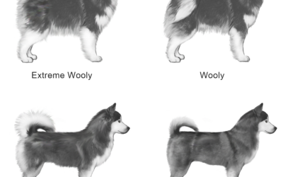 Pomsky Vs Husky Size: A Compact Comparison Guide