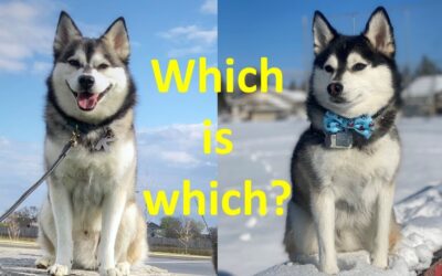 Pomsky Vs Klee Kai: Unveiling the Best Mini Husky!