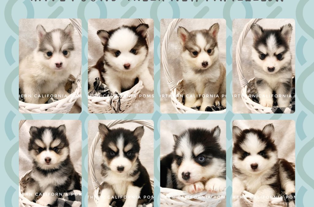 Where to Buy Pomsky Puppies in California