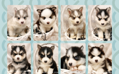 Where To Buy Pomsky Puppies In California: Top Breeders!