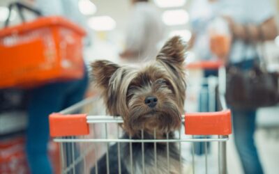 Where To Buy Pomsky Puppies In Texas: Top Breeders Unveiled!