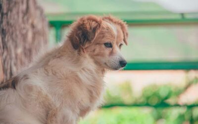 Exotic Pomsky Names: Top Picks For Your Unique Pup