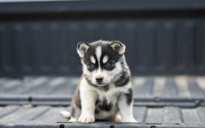 Pomsky Blue Eyes: Mesmerizing Pups