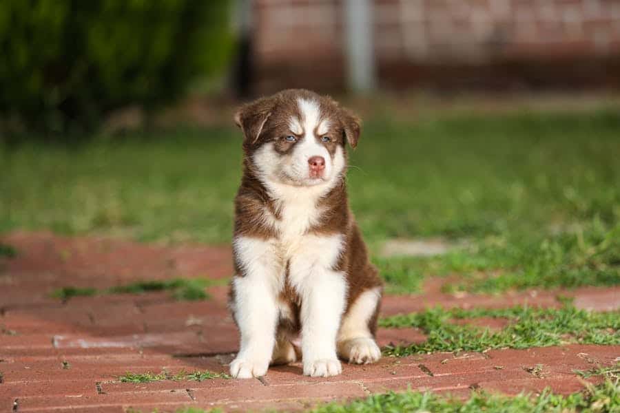 Pomsky Puppies Colorado: Top Breeder Picks